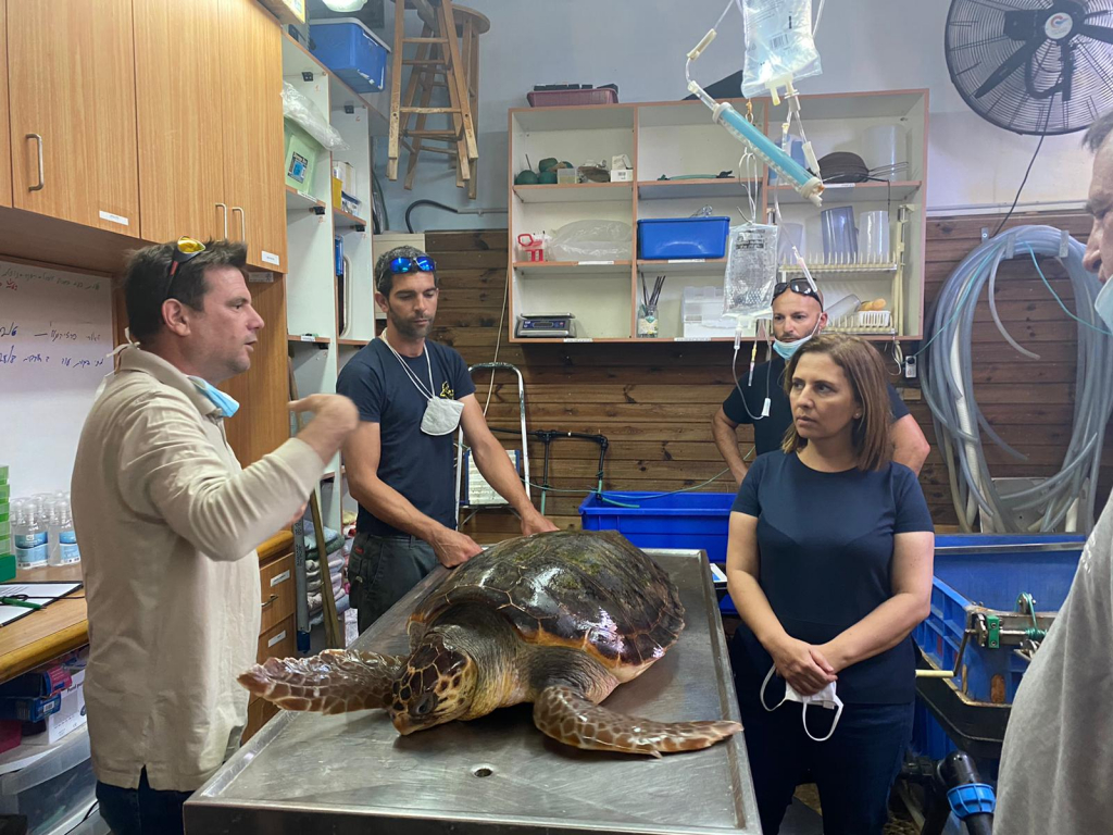 יניב מסביר לשרה גילה גמליאל במרכז להצלת צבי ים