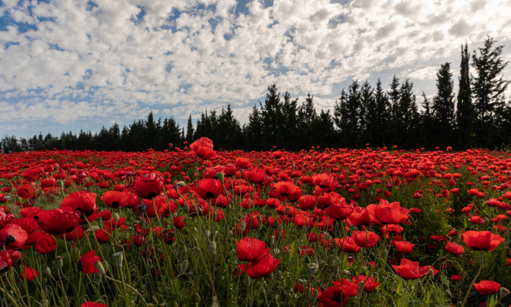צילום דיויד בן אלישע