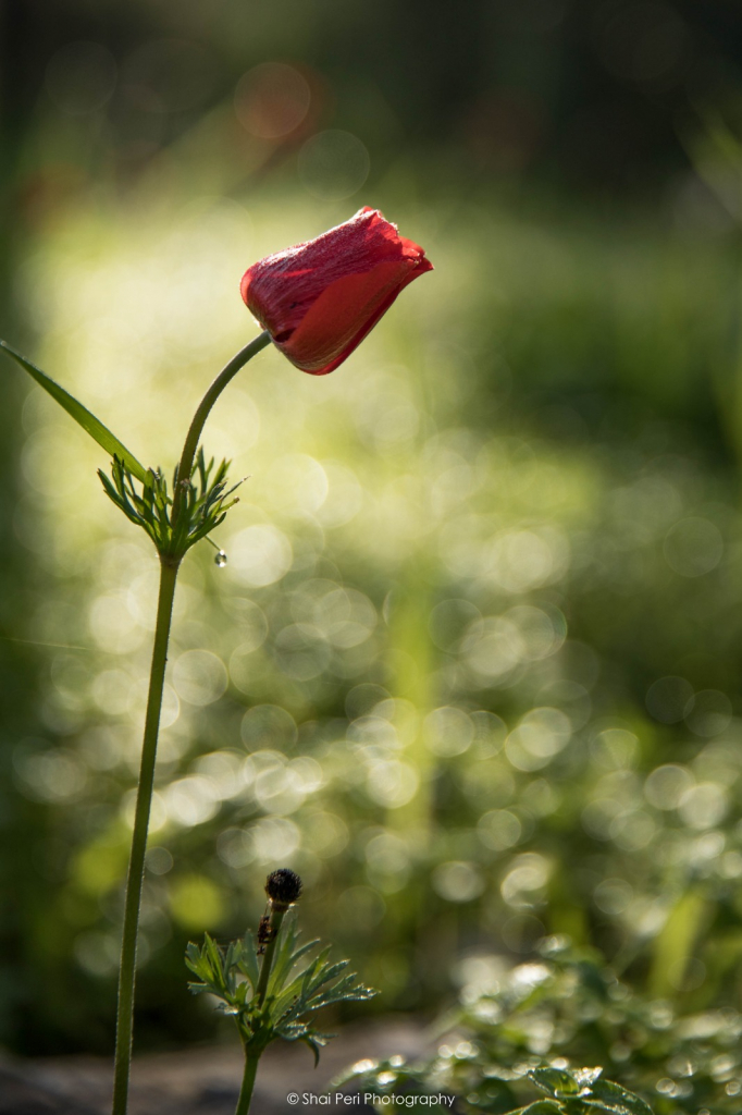 צילם שי פרי