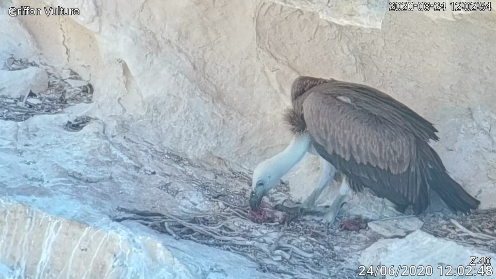 הנשר בתחנת ההאכלה