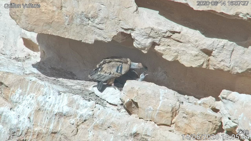 נשר אלמן מאכיל את הגוזל