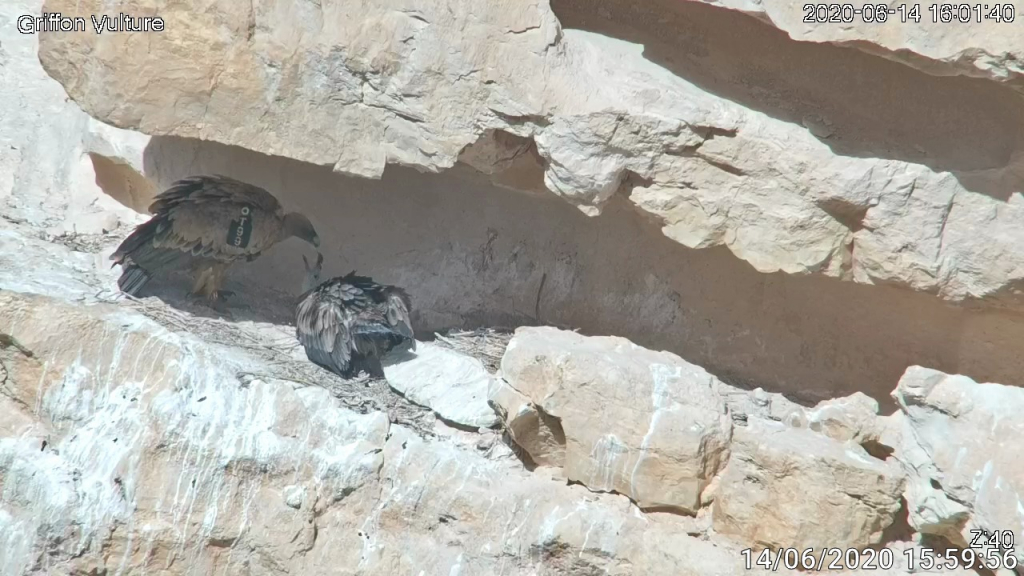 נשר מאכיל גוזל נשר