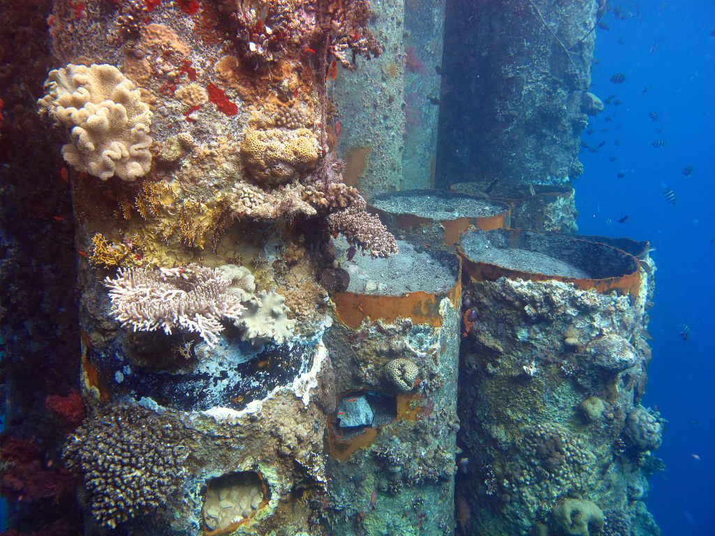 תיעוד_נזקי_שונית_אלמוגים_מעבודות_תשתית_חברת_קצאא_-_צילום_דר_אסף_זבולוני_רשות_הטבע_והגנים_(2)