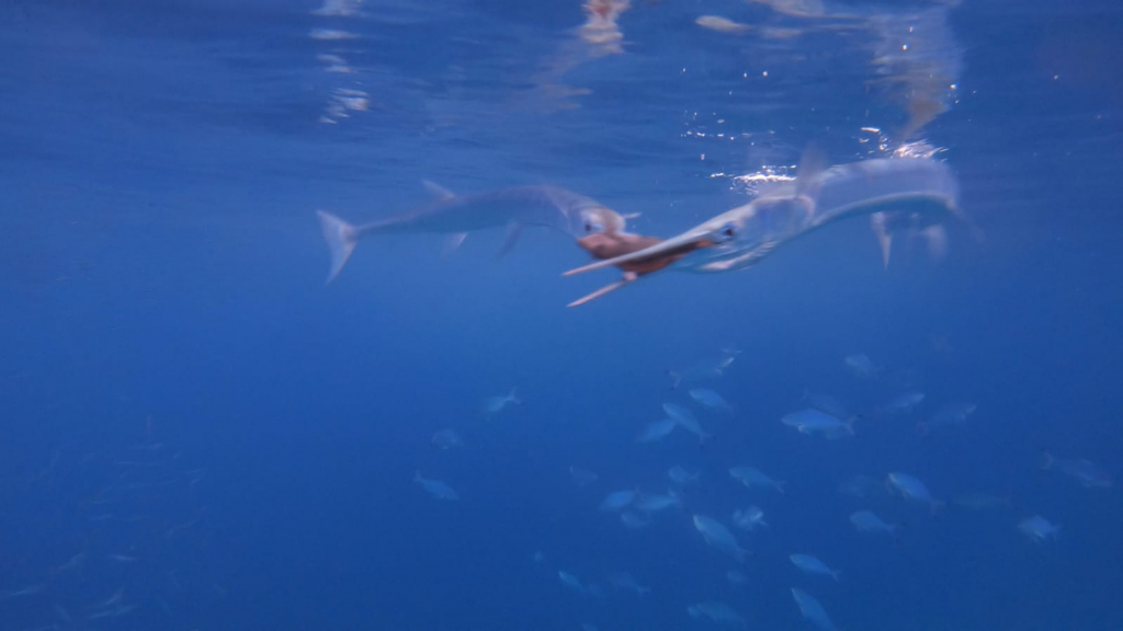 עמרי עומסי2