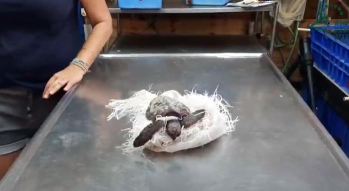 צב ים מסובך בחוטי פלסטיק