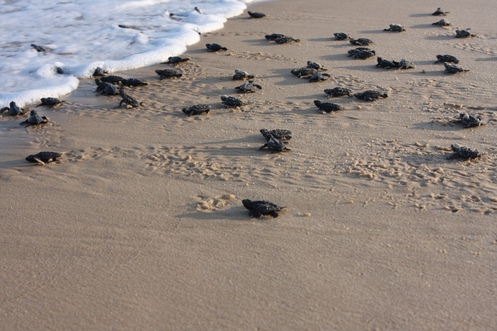 אבקועי_צבי_ים_בדרך_אל_הים_-_אורי_פרו_רשות_הטבע_והגנים