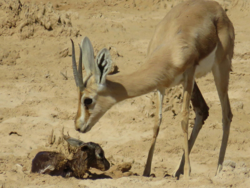 נקבת_צבי_ועופר_שזה_עתה_נולד_-_צילום_אסף_הברי_רשות_הטבע_והגנים_(1)