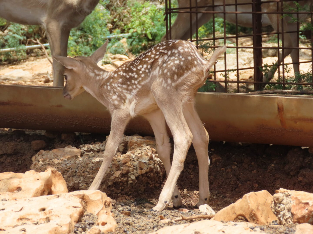 עופר_יחמור__נעמד_על_רגליו_בגרעין_הרבייה_בשמורת_חי_בר_כרמל_-_שרית_פלאצי_מיארה_-_רשות_הטבע_והגנים_(1)