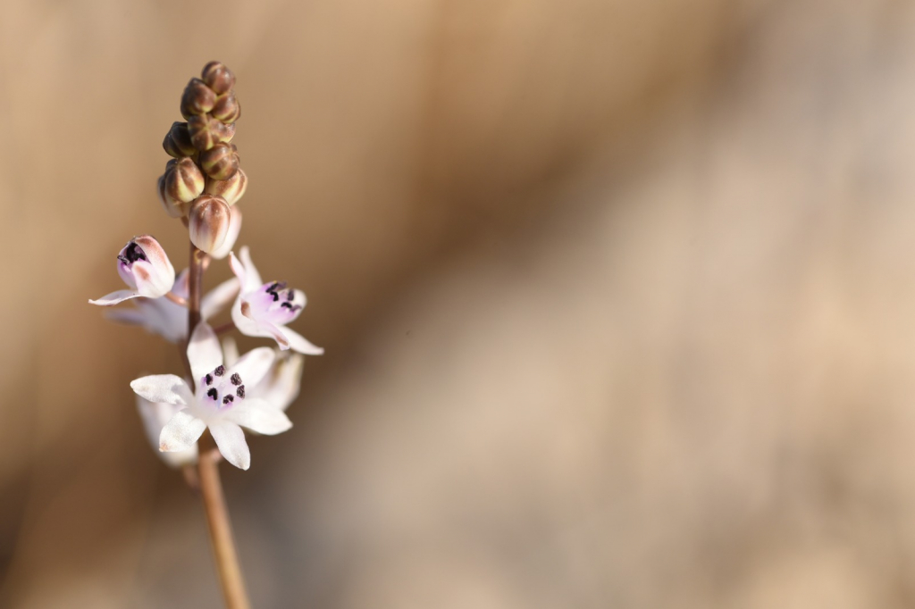 בן חצב סתוי שקד בוחבוט