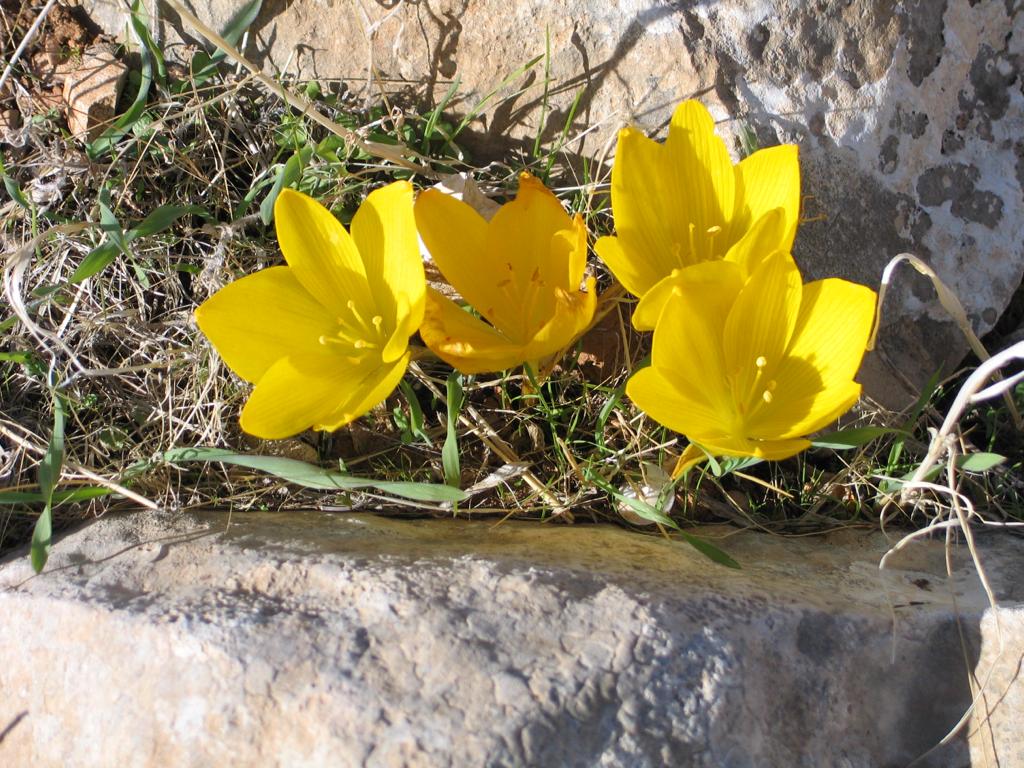 חלמונית גדולה - מרגרטה וולצק