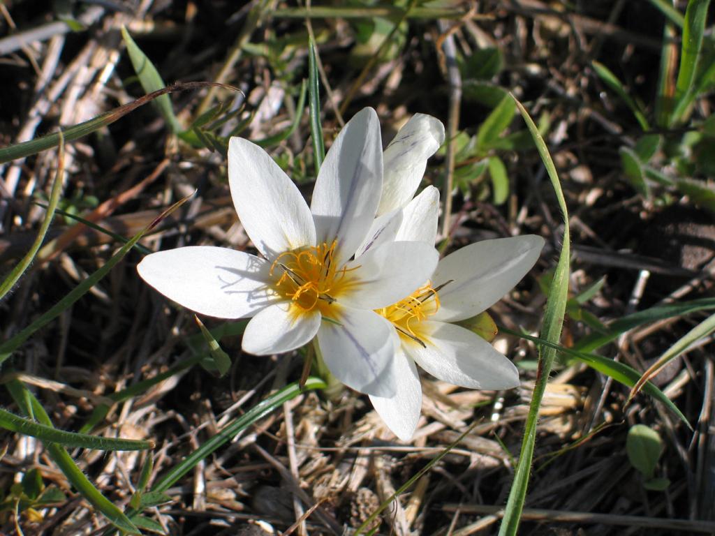 כרכום חורפי - צילמה מרגרטה וולצ'ק