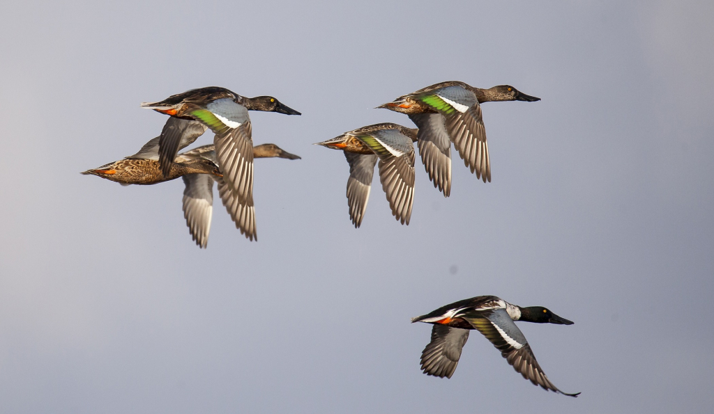 מריות בנדידה- צילום דיוויד רזק