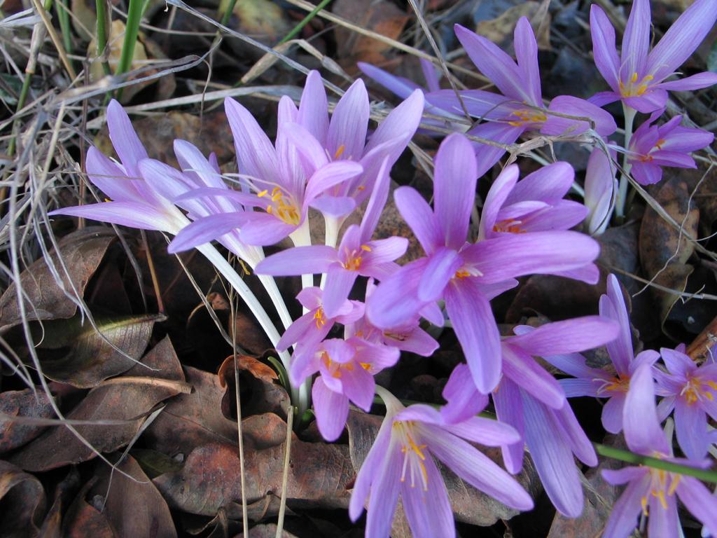 סיתוונית היורה בכרמל מרגרטה