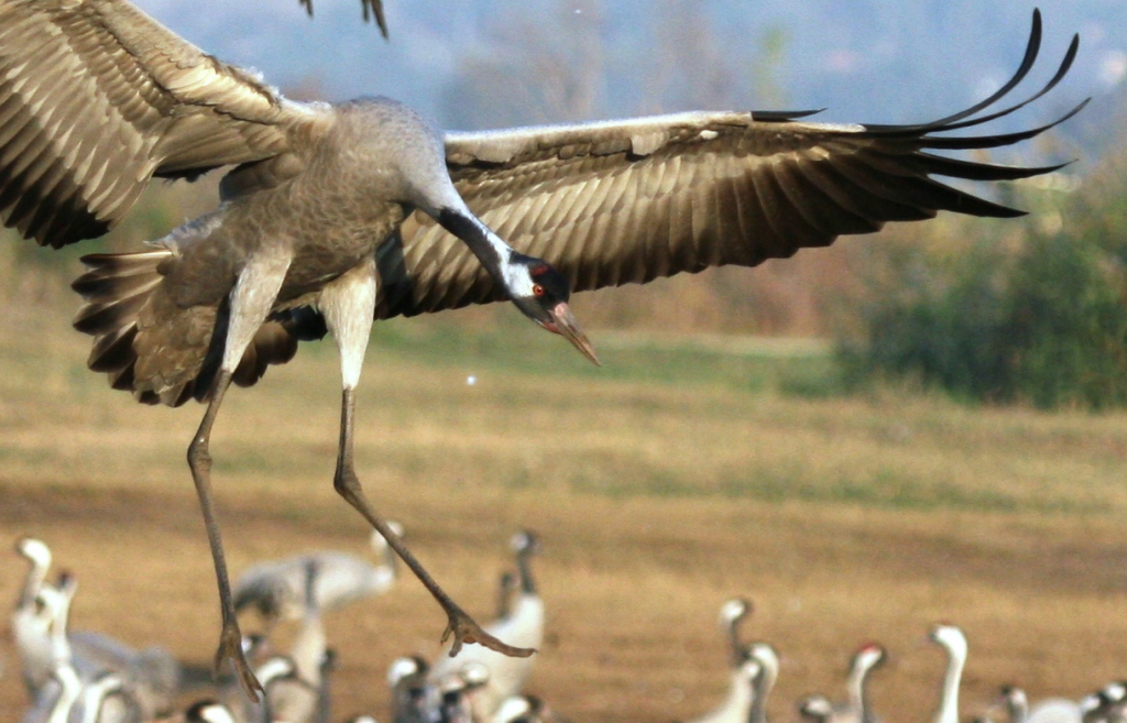 עגור בנחיתה - צילם דותן רותם