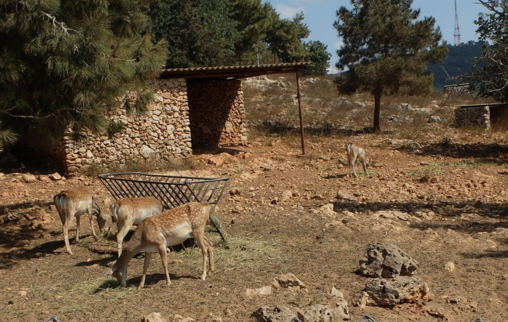 חי בר כרמל - אייל שפירא