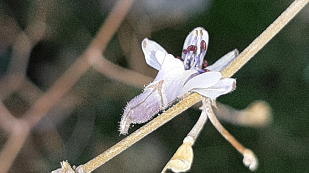 בר דורבן הסירה - צילום עפרה פרידמן