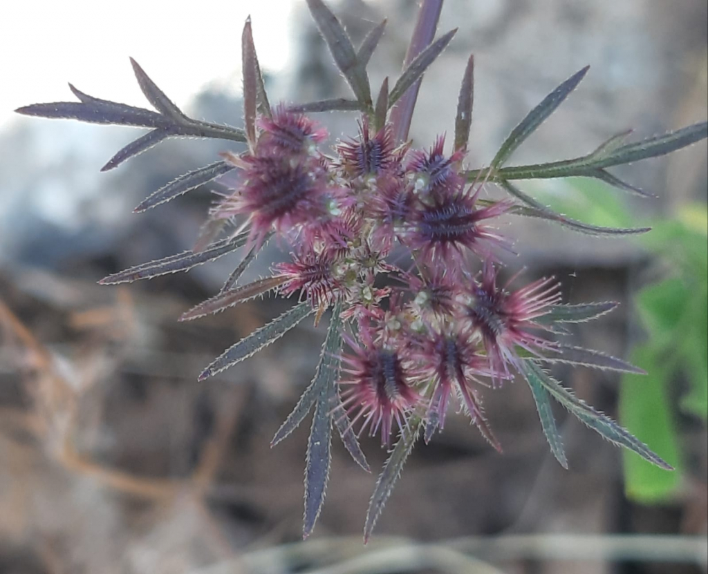 גזר_עדין_-_צילום_עפרה_פרידמן