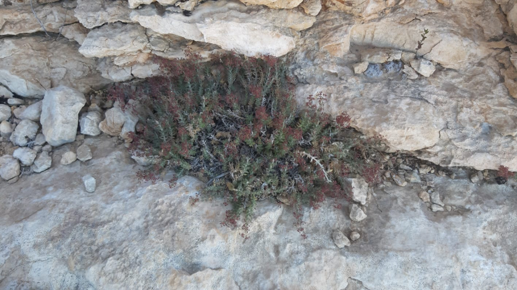 דבקה_אפורה-__צילום_עפרה_פרידמן_(5)