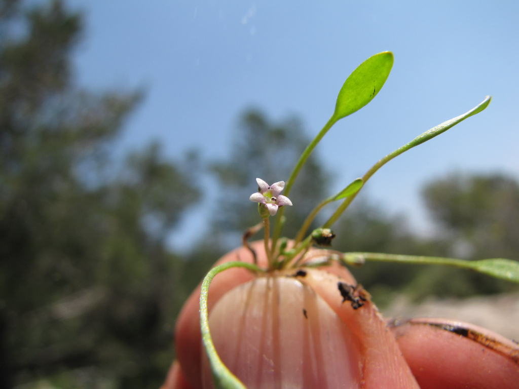לימוסלת_המים_-_סיקו_בכור_(3)