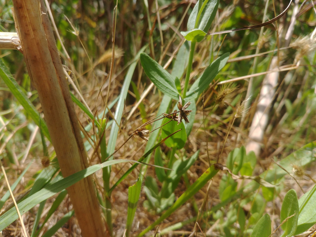 סמר_ננסי_-_דר_בן_נתן__(1)