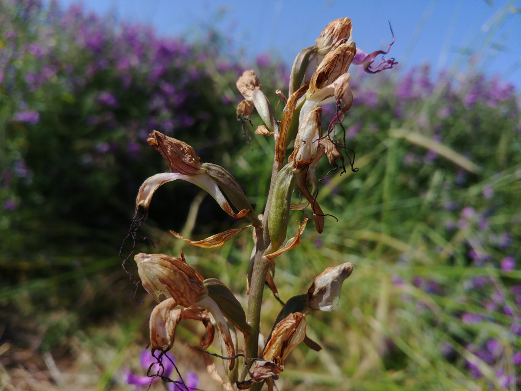 רצועית_קומפר_-_דר_בן_נתן__(2)
