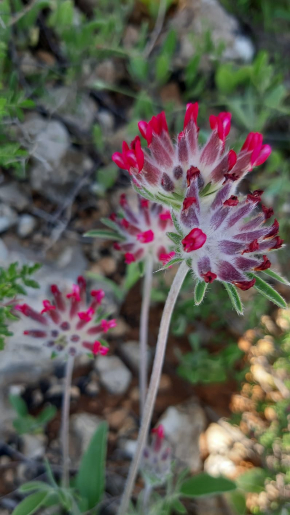 שלחופן עטוי - צילום עפרה פרידמן