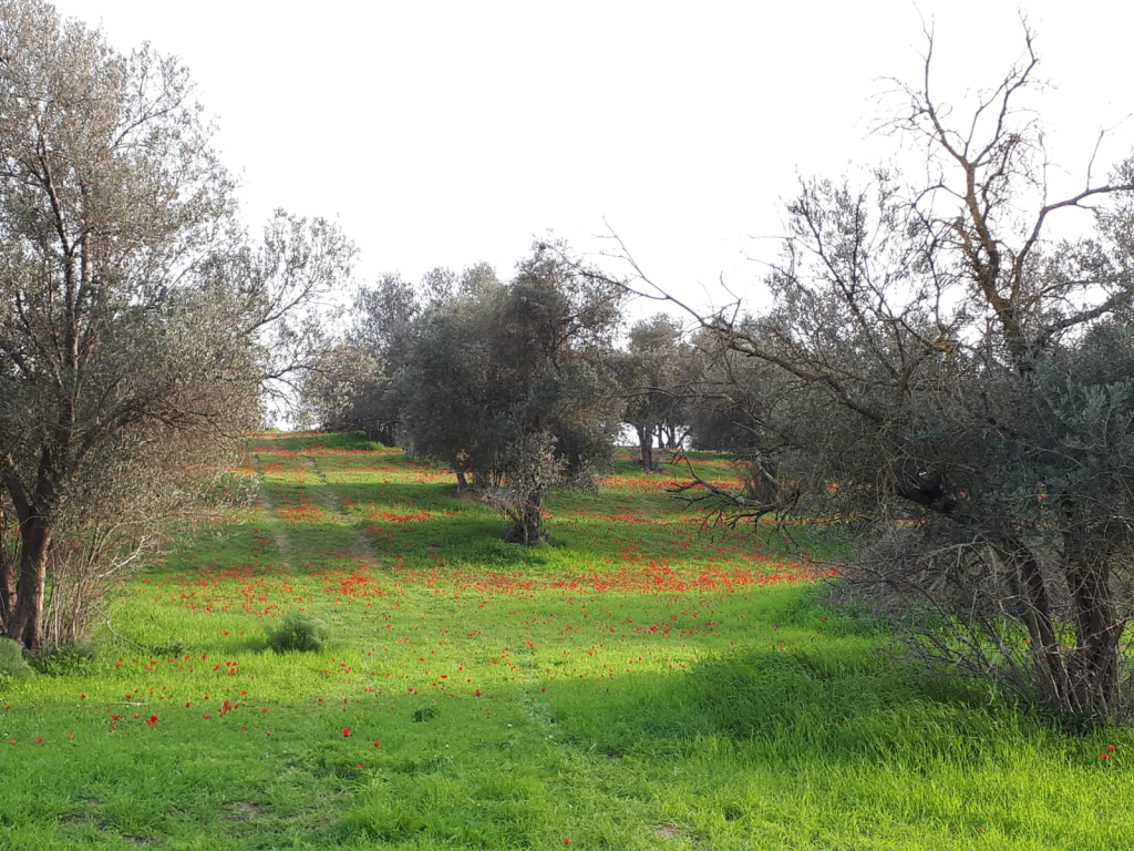 בתרונות רוחמה נופים במסלול הטיול בתרונות רוחמה