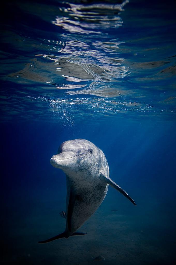 דולפין - עומרי עומסי