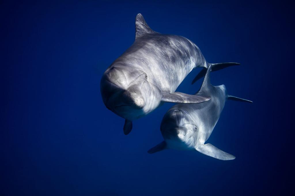 דולפינים - עומרי עומס