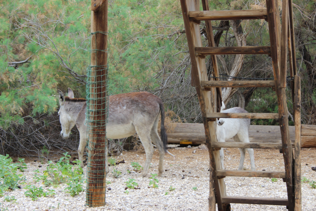 חמורים בשמורת טבע עיינות צוקים - צילמה אבישג איילון