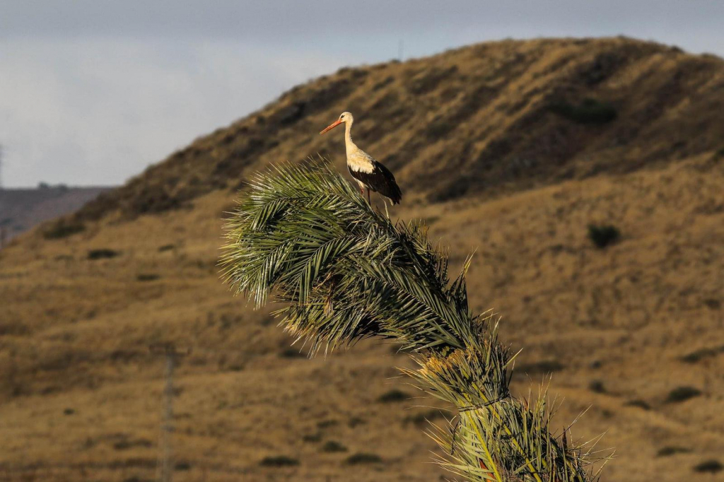 חסידה - צילם נמרוד מנדל