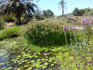 מראה_גן_המקלט_עין_אפק_בקיץ_-_קרדיט-_הצילומים_של_שקד