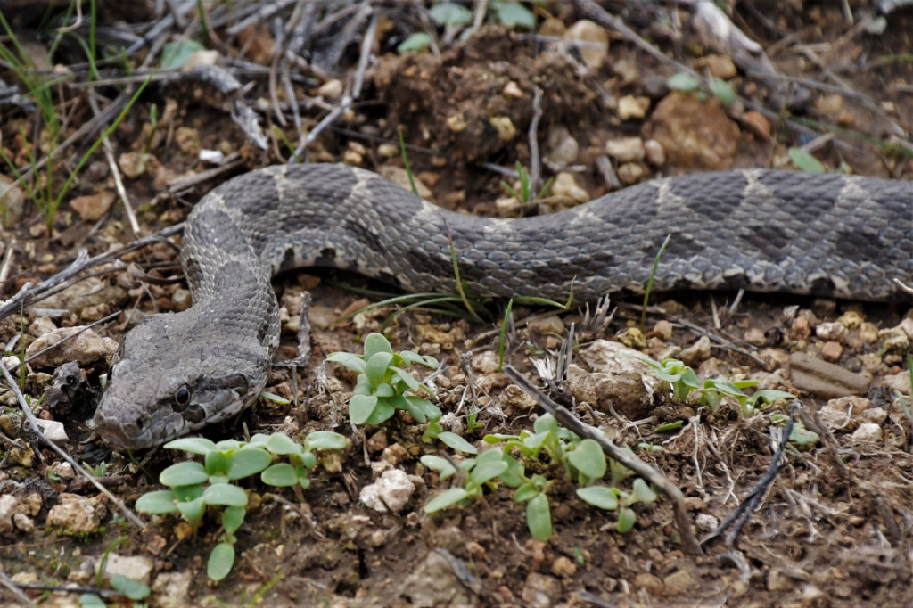 נחש זעמן המטבעות - צילם דודו בן אור