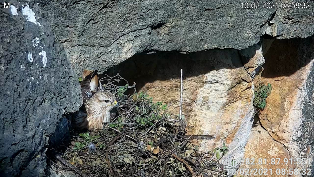 עקב עיטי דוגר על הביצה