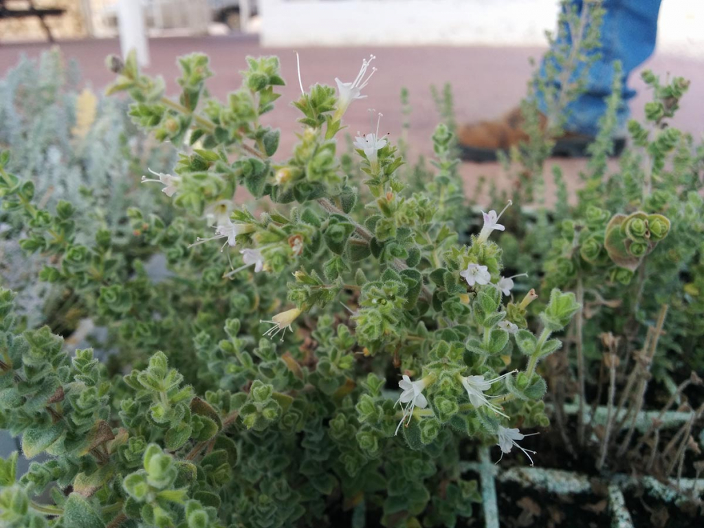 אזובית הרמון-מרב לבל