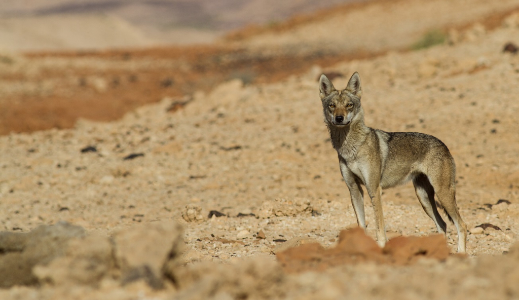 באזור הנגב במרכזי והדרומי מוערך מספרם של הזאבים בכ- 100-150 פרטים. צילום ג’ורג’י נורקין