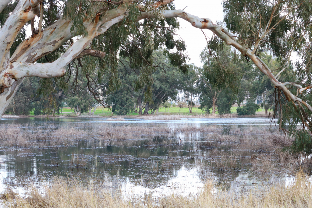 בריכת_חורף_דורה_נתניה_-_יניב_כהן_רשות_הטבע_והגנים_(1)