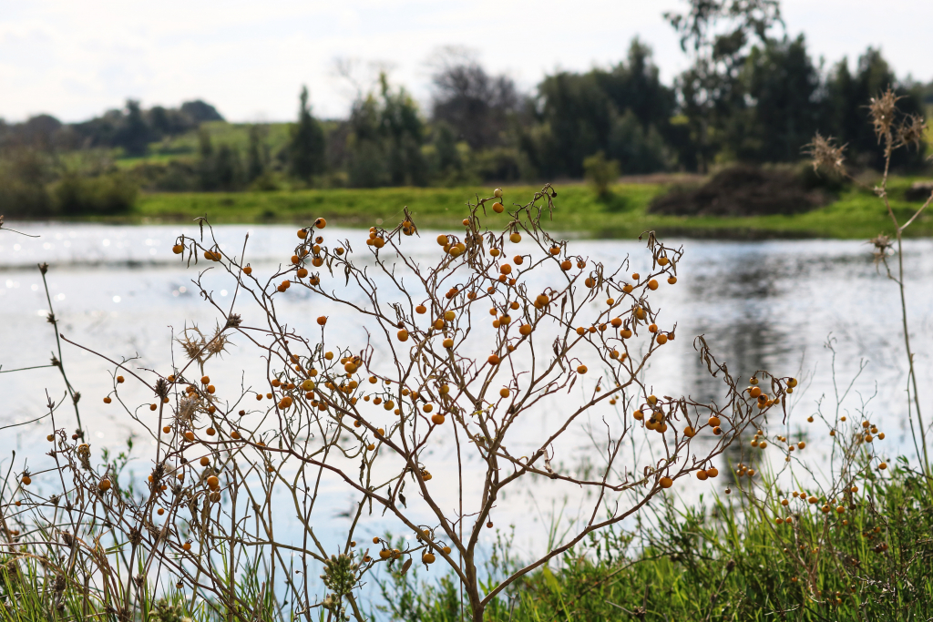 בריכת חורף יער חדרה - צילם יניב כהן רט"ג