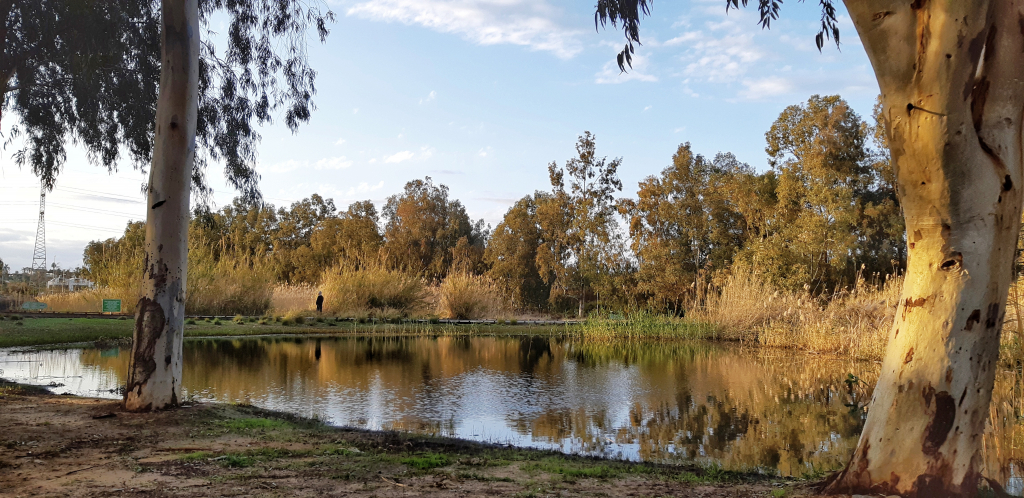 בריכת_חורף_פארק_הרצליה_-_יניב_כהן_רשות_הטבע_והגנים