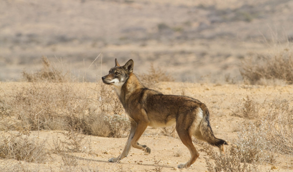 זאב אפור במדבר. צילום ג’ורג’י נורקין