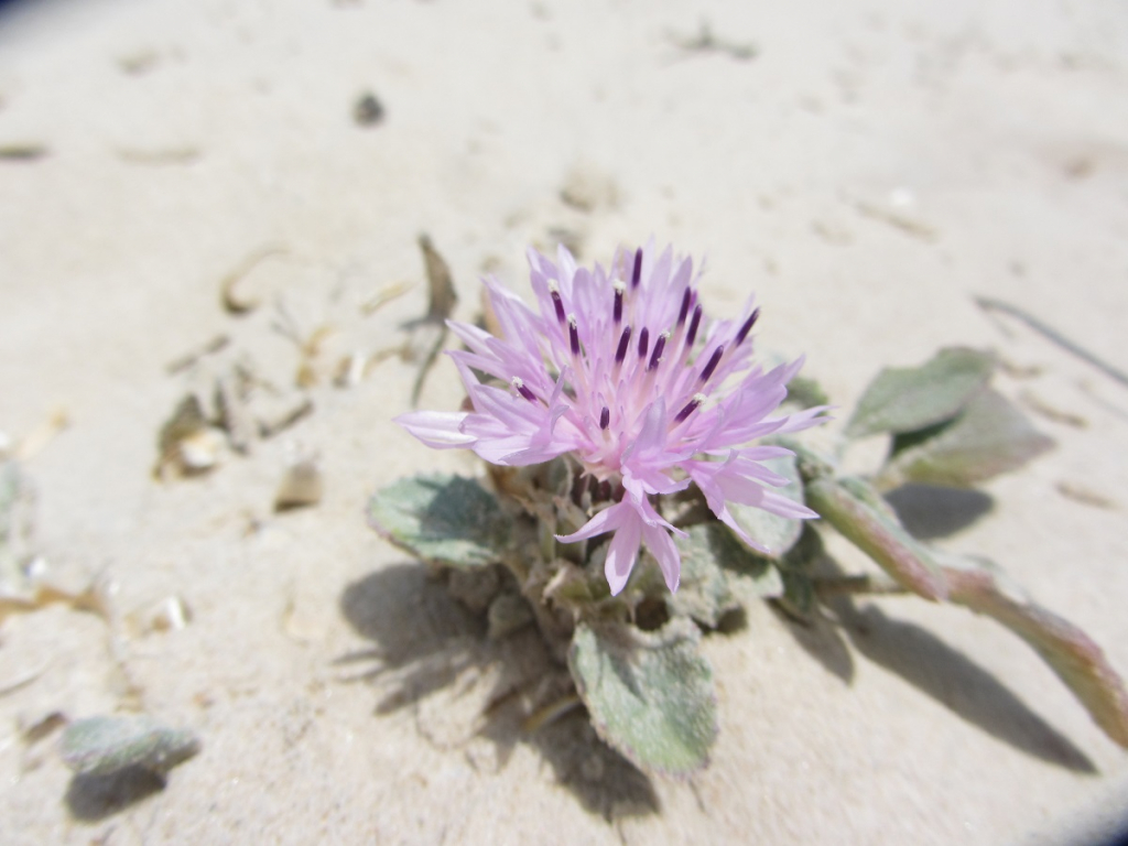חופית נמוכה. צילמה מרב לבל