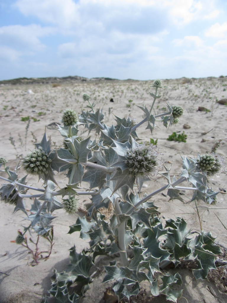 חרחבינה חופית - צמח לא מוגן הנמצא בסכנת הכחדה. צילמה מרב לבל