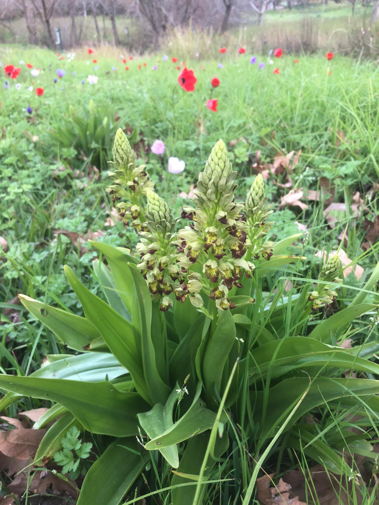 סחלב נקוד בחורשת טל - דודו פרו