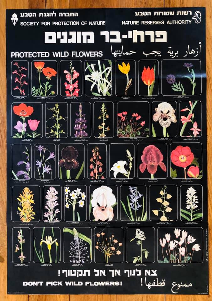 פוסטר פרחי בר מוגנים 3