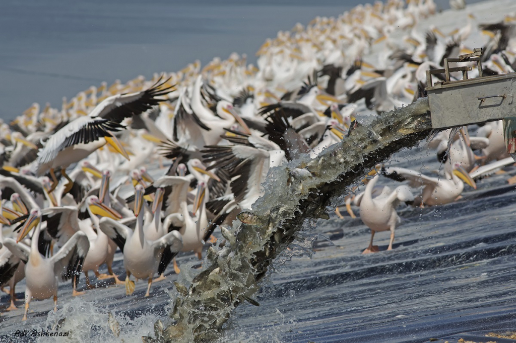 איכלוס דגים בבריכה במשמר השרון צילום עדי אשכנזי