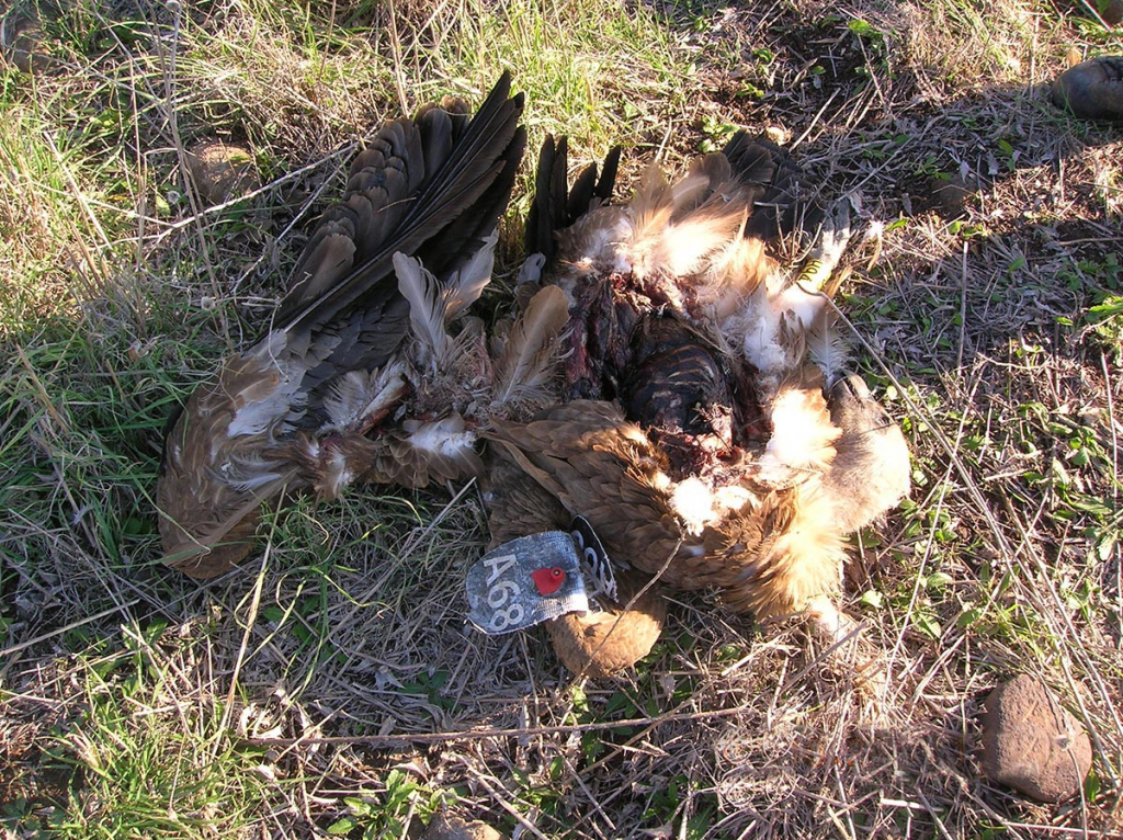 גויית נשר שמת מהרעלה. צילום אליה מעטוף