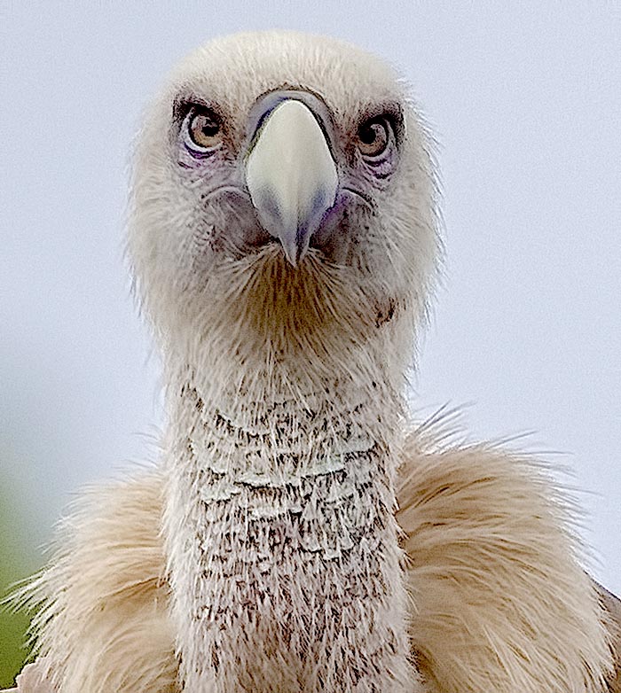 דיוקן של נשר. צילום דיוויד רזק