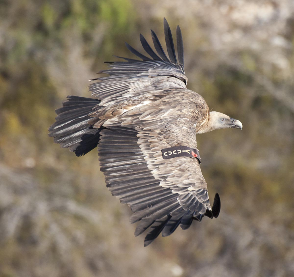 הצלחה לפרויקט רביית הנשרים. חלק מהפרטים שגודלו בחי־בר כרמל הושבו לטבע וייסדו מושבת קינון במצוקי הכרמלצילום: דיוויד רזק
