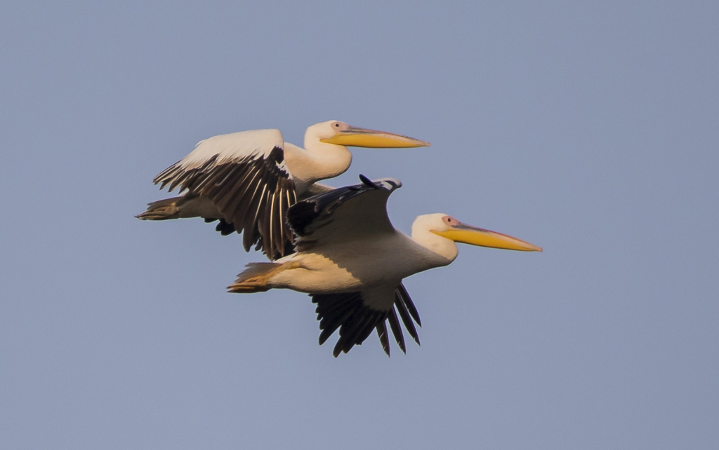 השקנאי הוא העוף הנודד הגדול בעולם צילום דיוויד רזק
