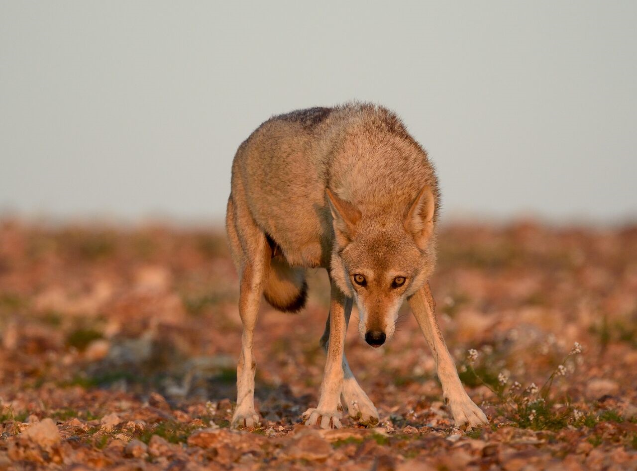 זאב שנצפה בתחנת ההאכלה לנשרים בנגב צילום ערן היימס